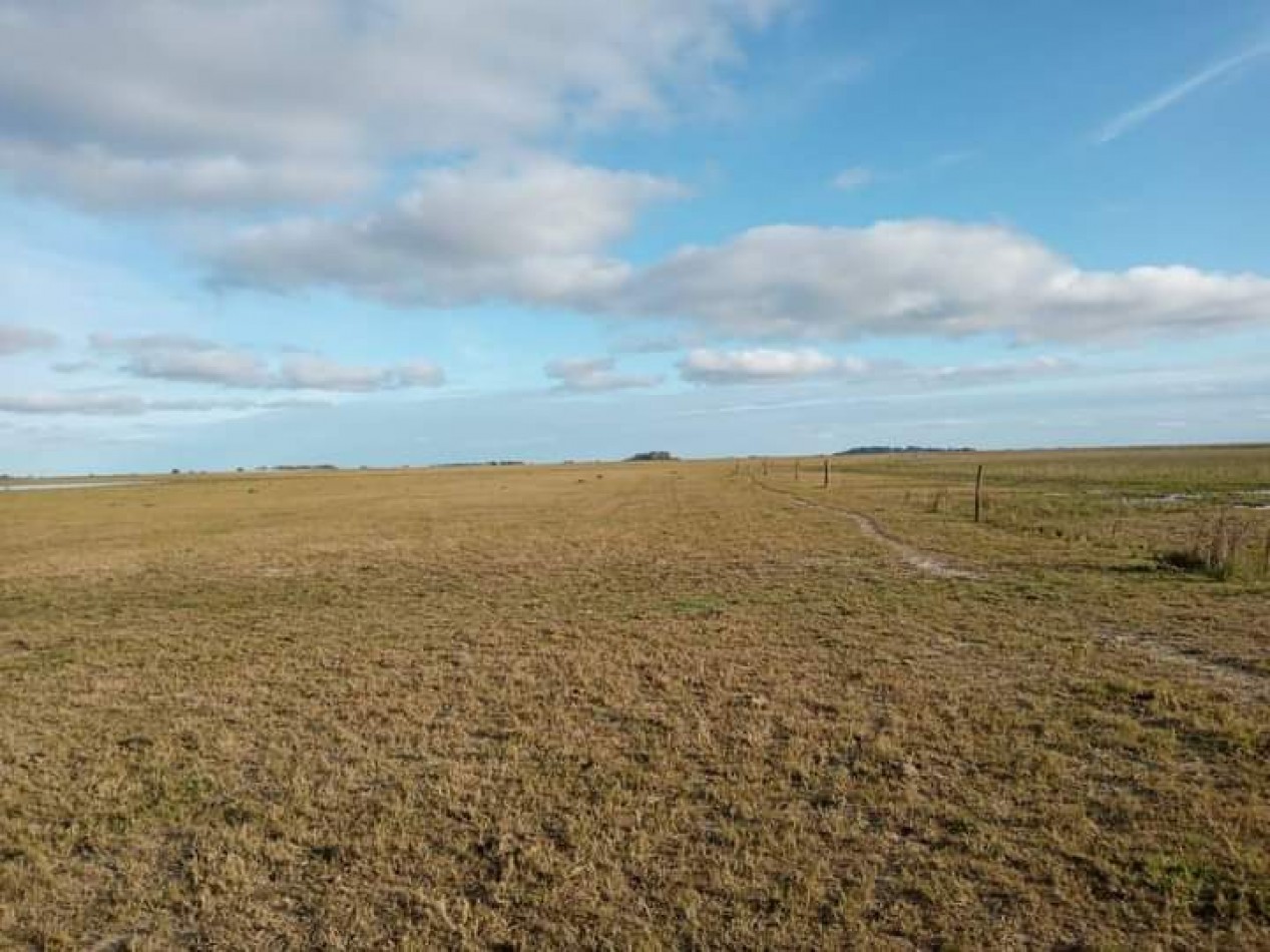 EN VENTA. CAMPO GANADERO. PARTIDO DE MAIPU