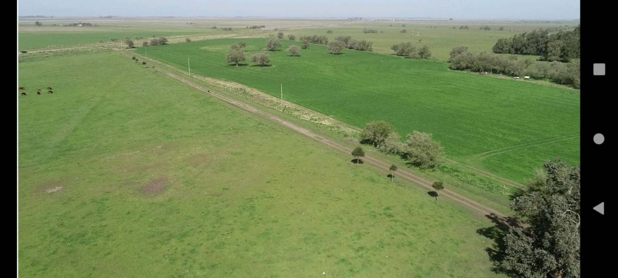 EN VENTA. CAMPO GANADERO. PARTIDO DE MAIPU