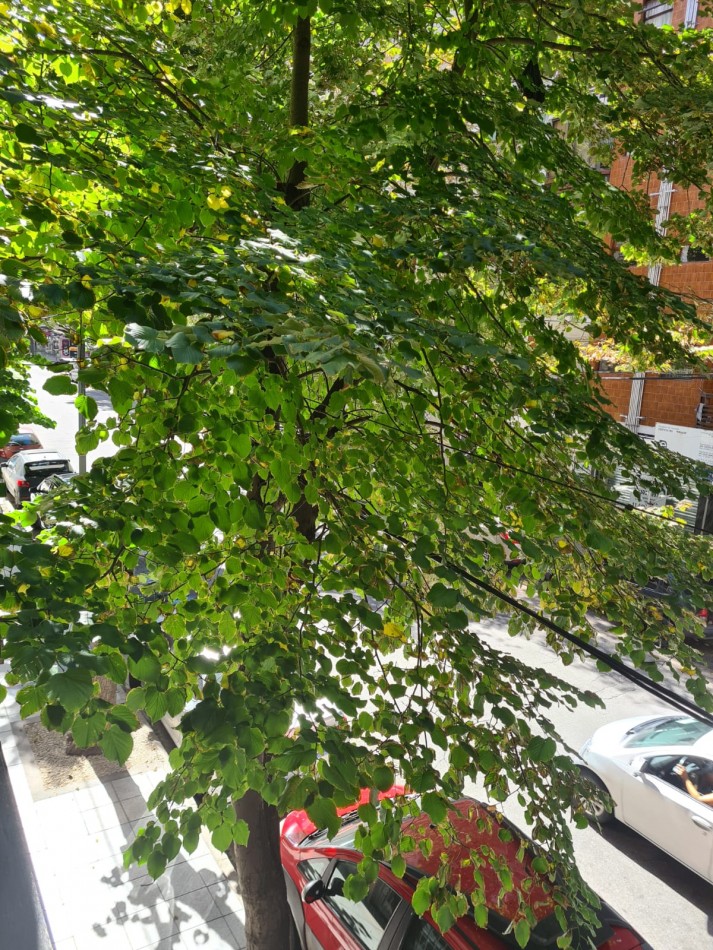 DEPARTAMENTO DE 1 AMBIENTE Y MEDIO ZONA BROWN Y LAS HERAS